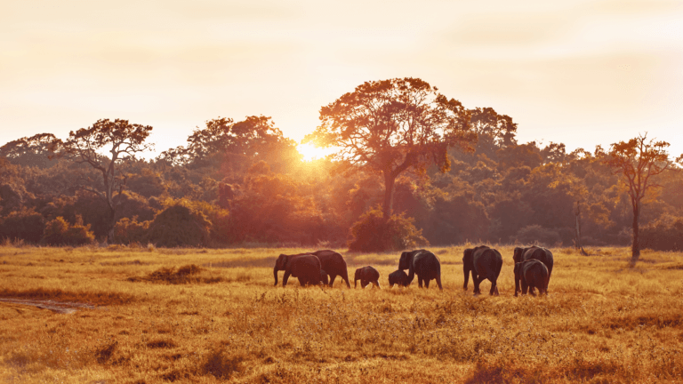 Read more about the article Wildlife Safaris in India: Discovering the Majestic Flora and Fauna