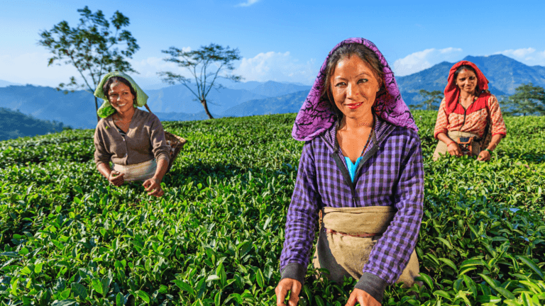 Read more about the article The Indian Tea Experience: From Plantations to the Perfect Brew