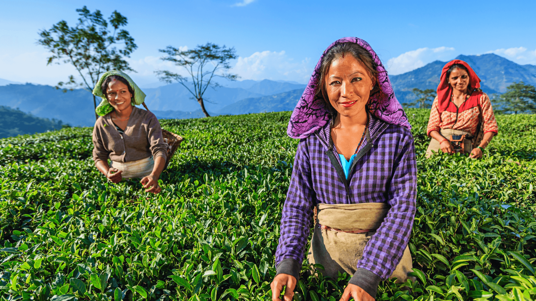 Read more about the article The Indian Tea Experience: From Plantations to the Perfect Brew
