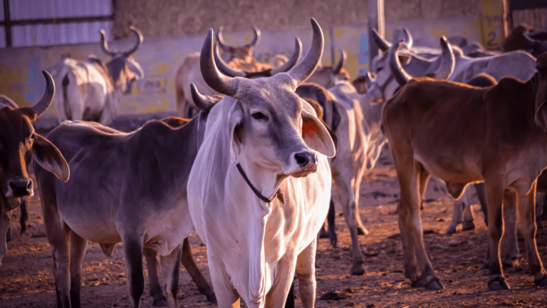 Read more about the article Why Cows are Sacred in India: Understanding the Cultural and Spiritual Significance