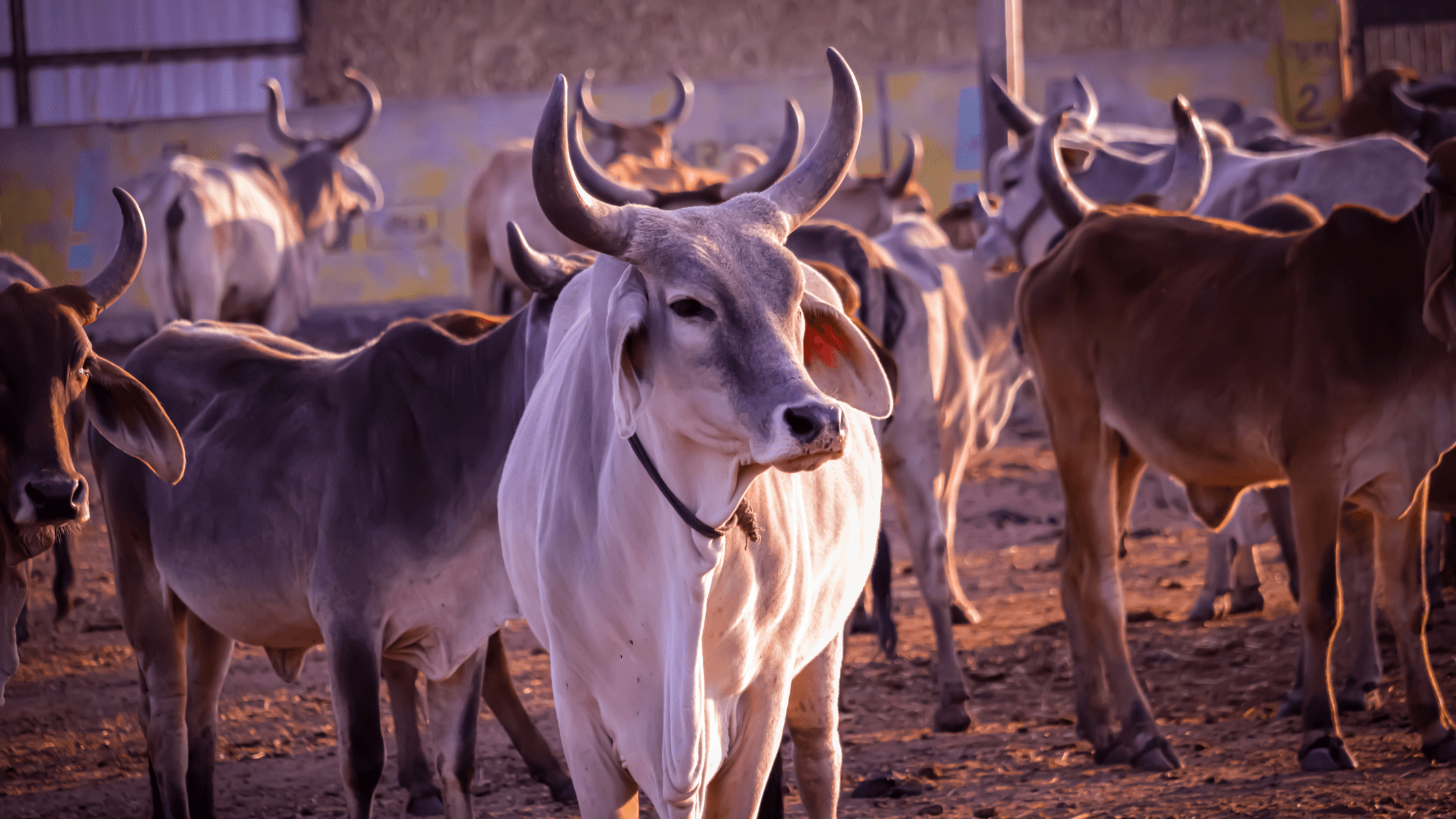 Read more about the article Why Cows are Sacred in India: Understanding the Cultural and Spiritual Significance