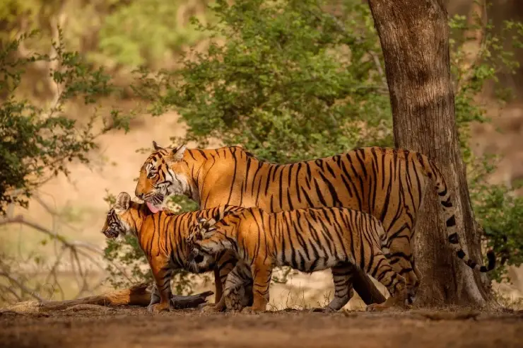 amazing-bengal-tigers-transformed