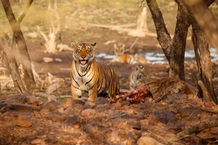 tiger-nature.webp