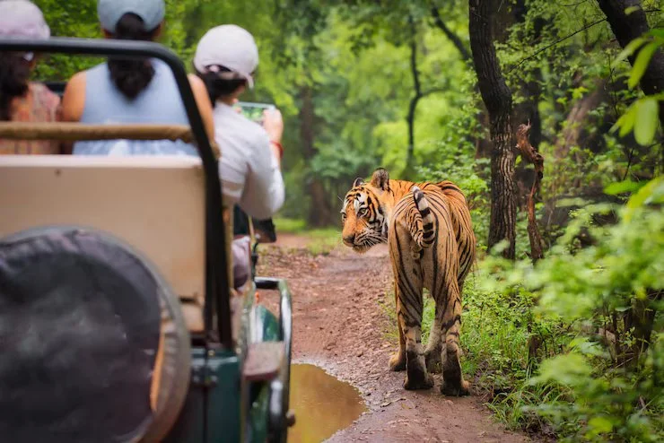 view-tiger-looking.webp